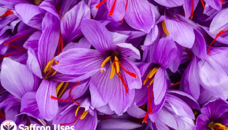 amazing benefits of saffron petals 2023
