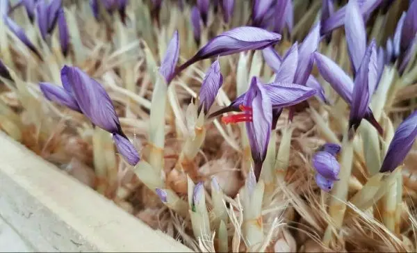 Blossoming and saffron harvesting: