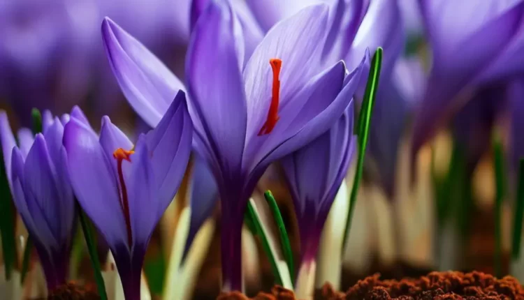 How to Grow Saffron in a Greenhouse: A Complete Guide